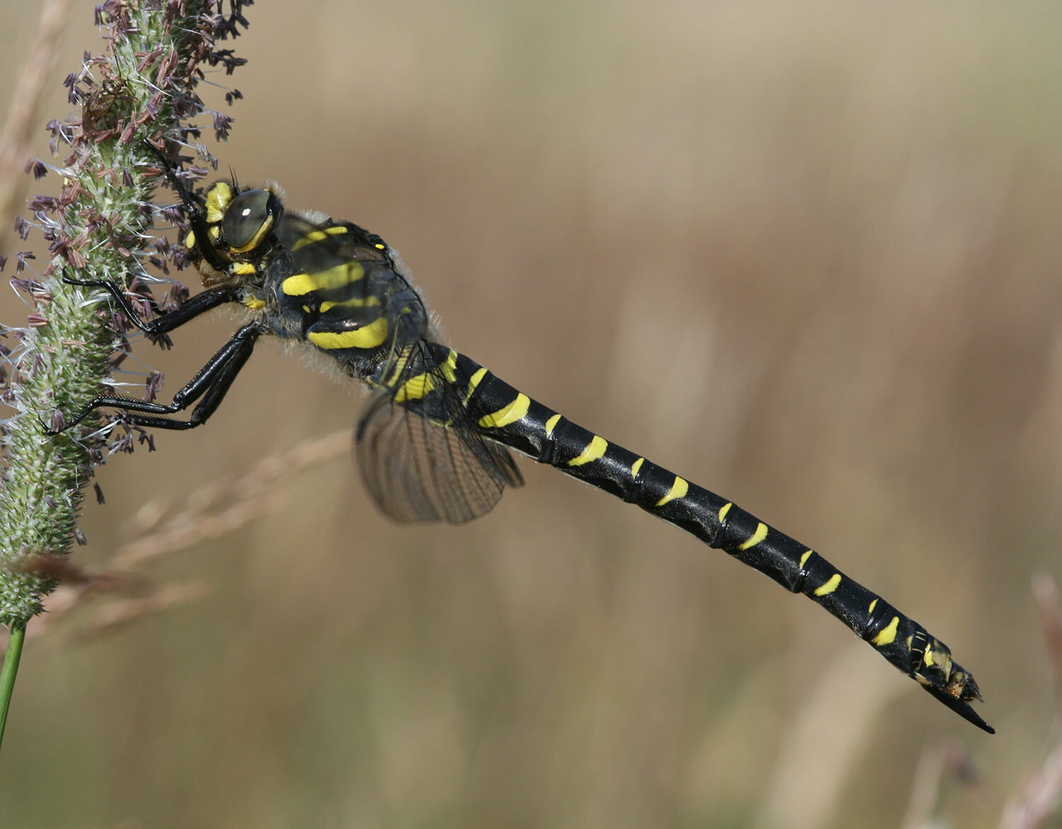 Female Cordulegaster boltonii by Guy Freeman